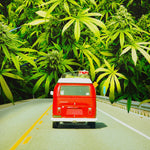 VW Bud